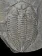 Dalmanites Trilobite (Pos/Neg) - New York #68541-5
